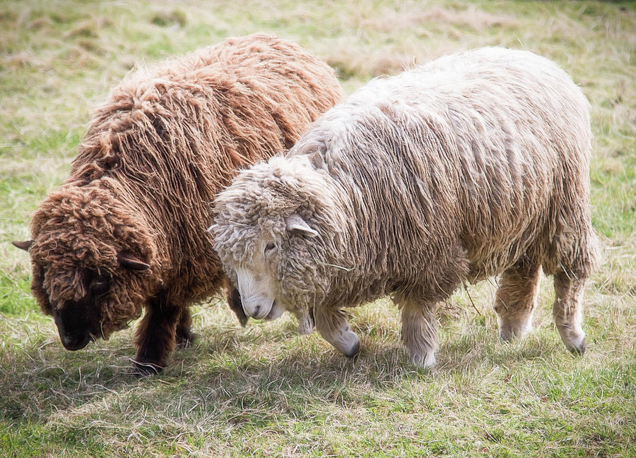 Pair of Sheep Photograph by Natalie Rotman Cote