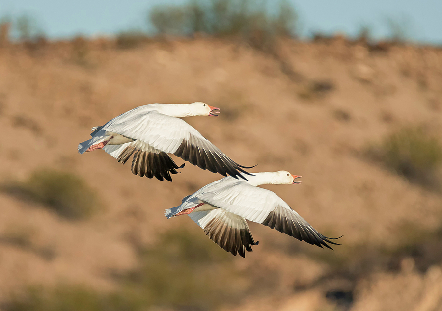Pair of Snow Geese in Flight Photograph by Loree Johnson