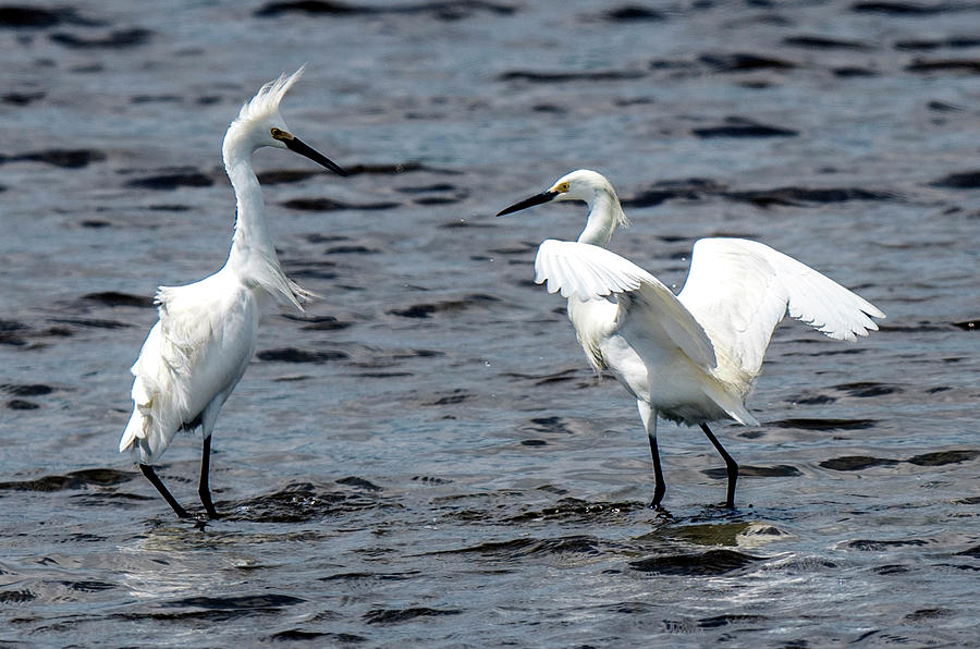 Pair of Snowy Egrets Photograph by William Bitman
