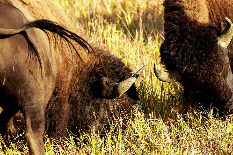 Pair of Sparring Buffalo Photograph by Ben Graham
