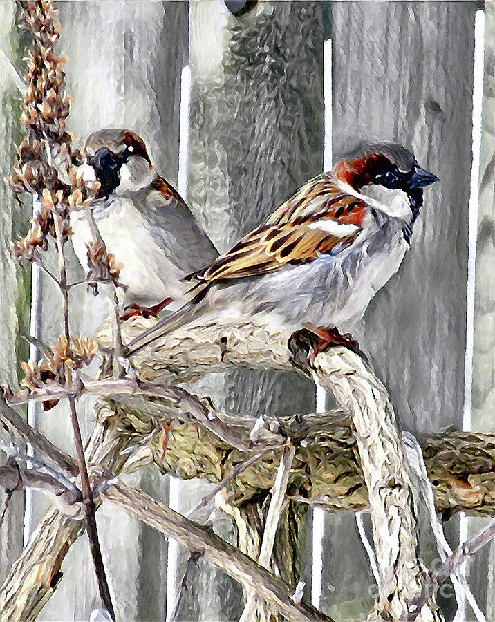Pair of Sparrows Digital Art by CAC Graphics
