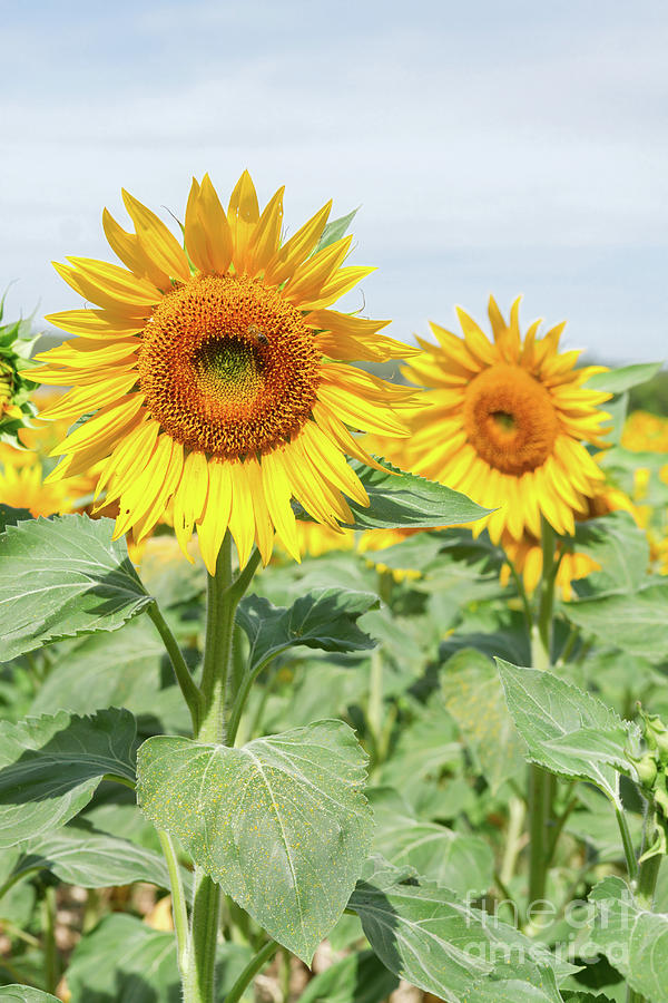Pair of  Sunflowers Photograph by Anastasy Yarmolovich