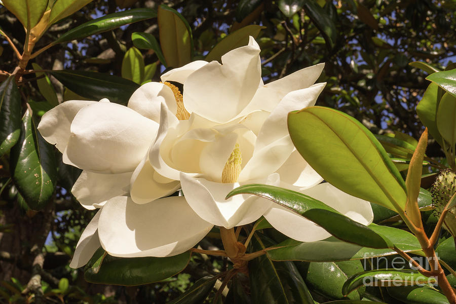 Pair of Sunlit Magnolia Flowers Photograph by MM Anderson