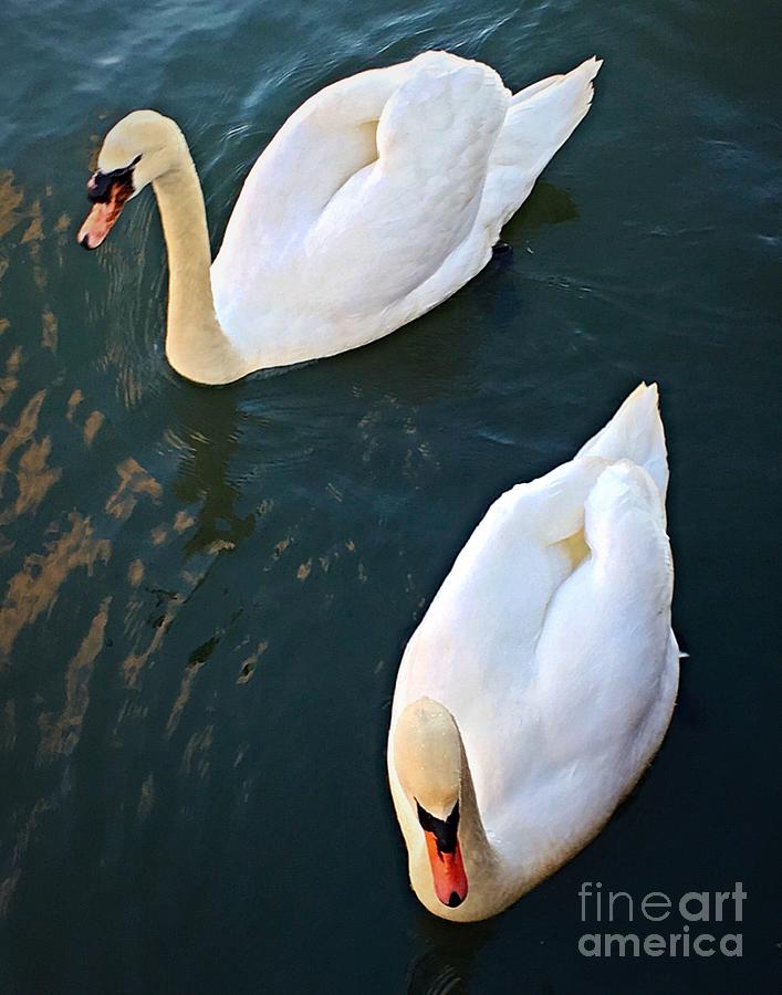 Pair of Swans Photograph by CAC Graphics