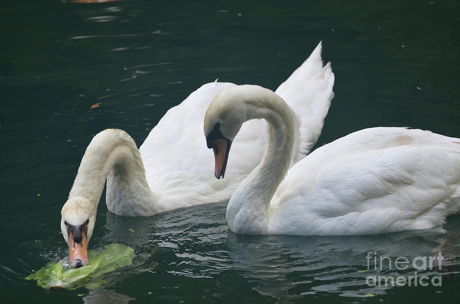 Pair of Swans Eating Green Vegetation in a Pond Photograph by DejaVu Designs