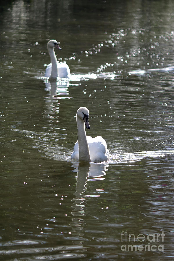 Pair of Swans Photograph by Julia Gavin