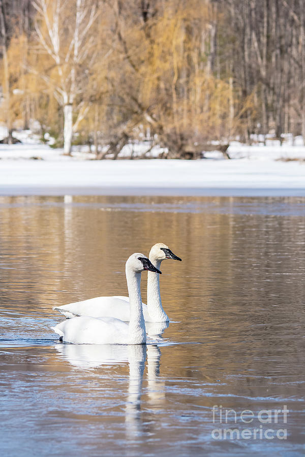 Pair of Swans Portrait Photograph by Cheryl Baxter