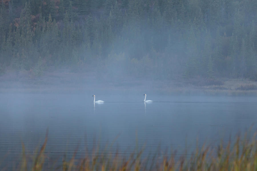 Pair of Swans Photograph by Scott Slone