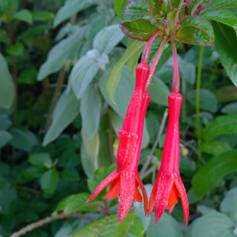 Nature Photograph - Pair Of Sweet Hanging #flowers At The by Shari Warren