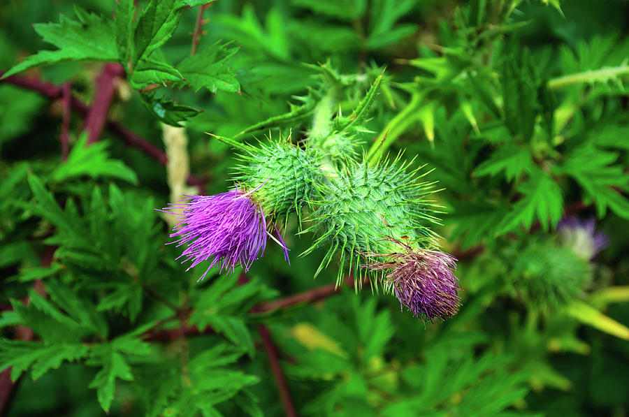 Pair of Thistles Photograph by Tikvahs Hope