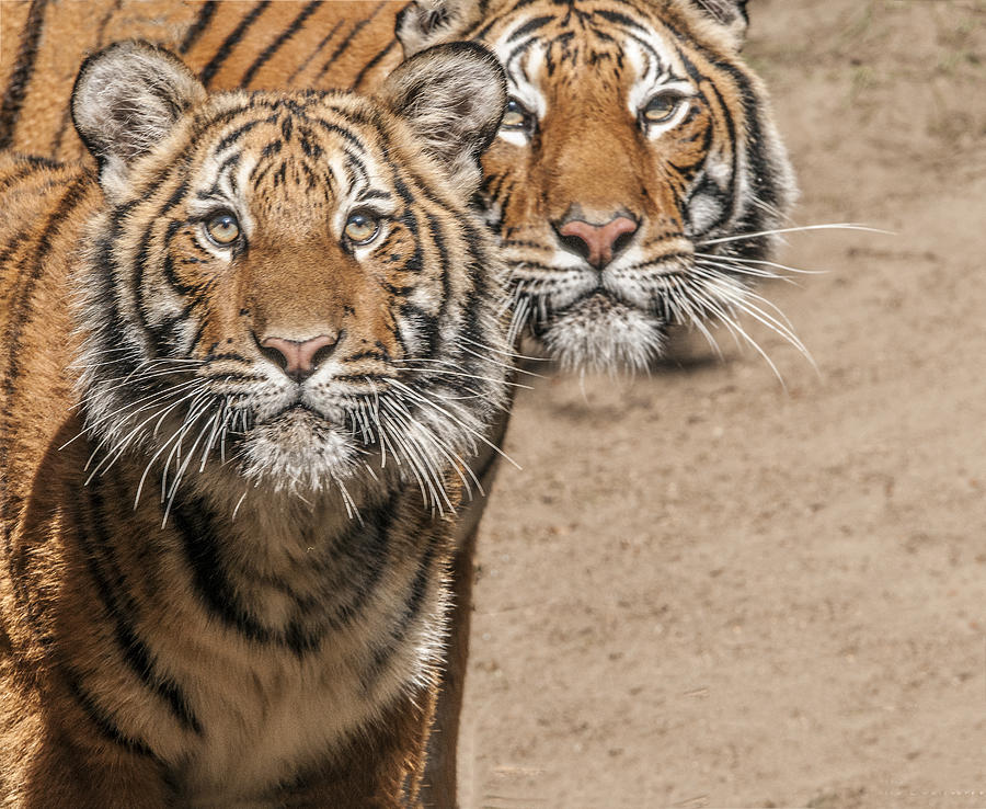 Pair of Tigers Photograph by William Bitman