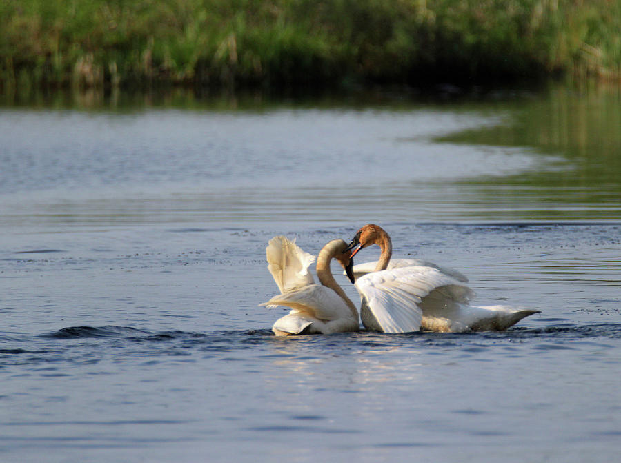 Pair of Trumpeter Swans Courting Photograph by Brook Burling