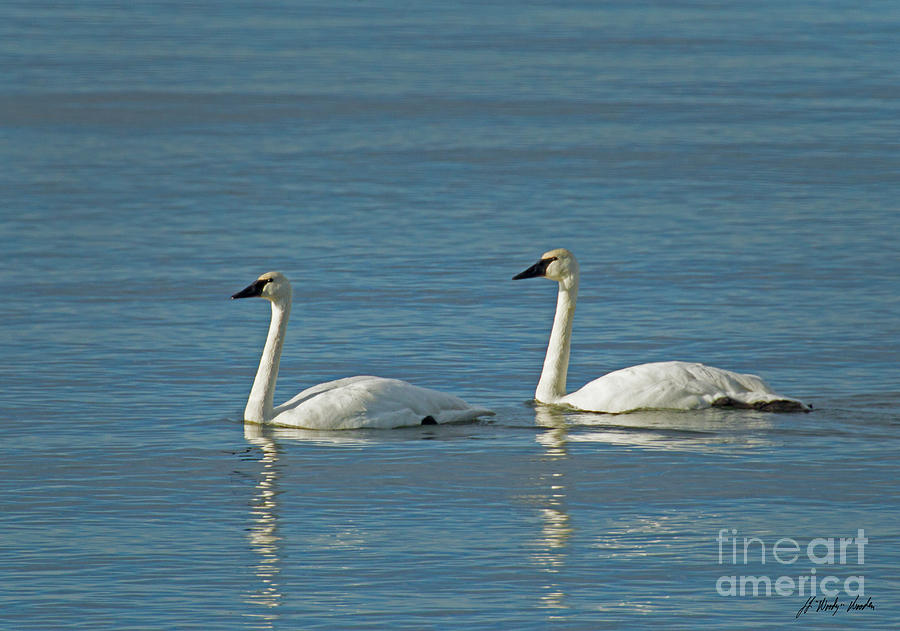 Pair Of Trumpeter Swans-Signed-#7233 Photograph by J L Woody Wooden