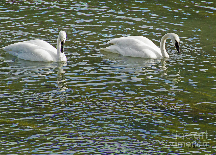 Pair Of Trumpeter Swans-Signed-#7327 Photograph by J L Woody Wooden