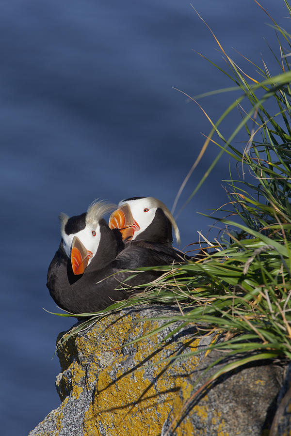 Pair Of Tufted Puffins  Fratercula Photograph by Gary Schultz