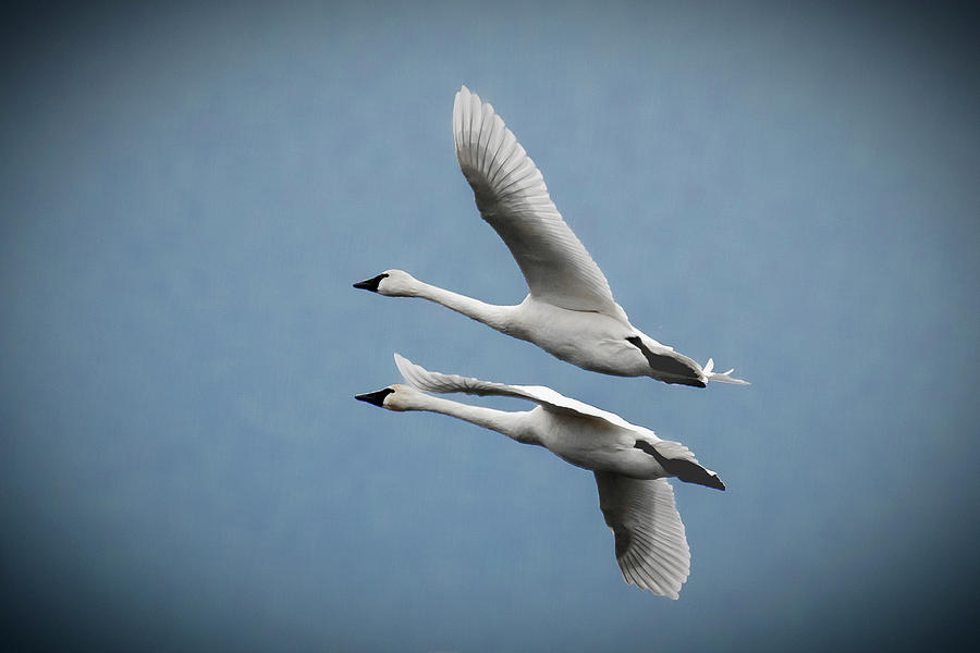 Pair of Tundra Swan Photograph by Donald Brown