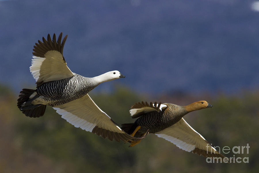 Goose Photograph - Pair Of Upland Geese by Jean-Louis Klein & Marie-Luce Hubert