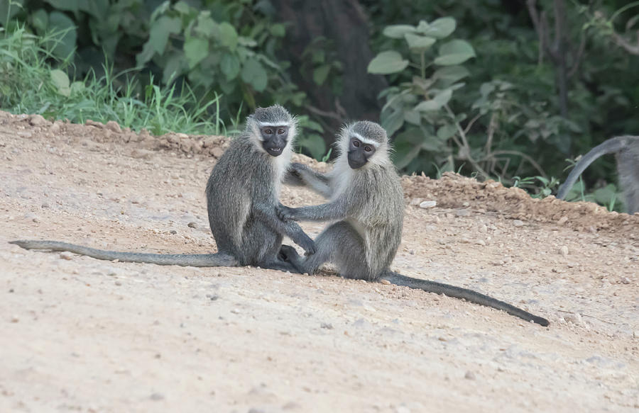 Pair of vervet monkeys, Queen Elizabeth National Park, Uganda Photograph by Karen Foley