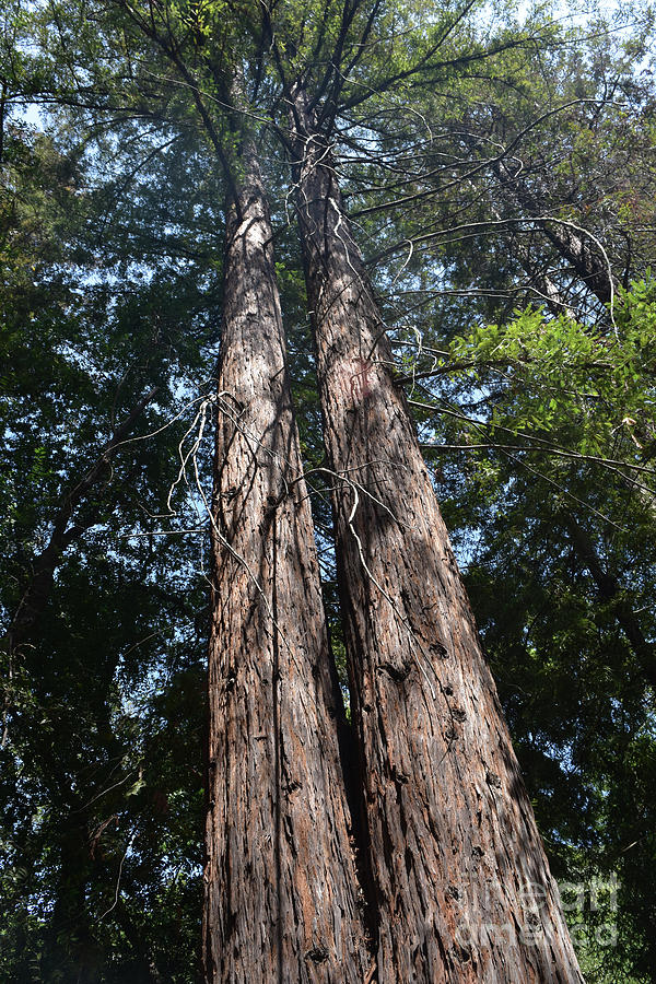 Pair of Very Tall Redwood Trees in California Photograph by DejaVu Designs