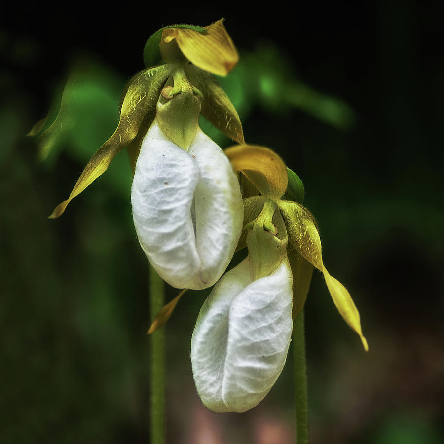 Pair Of White Ladyslippers Photograph by Sue Capuano