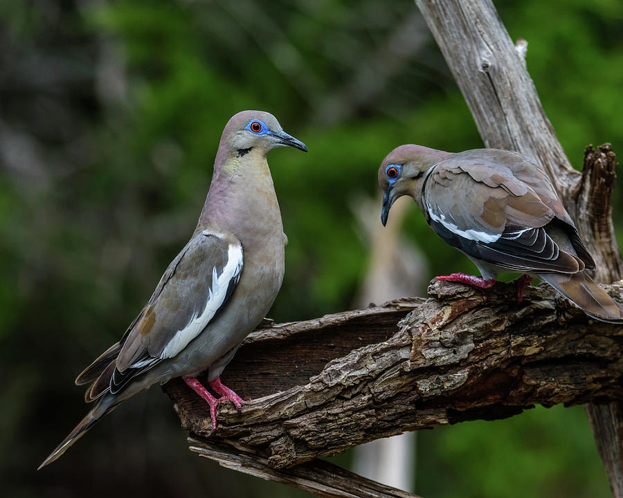 Pair of White-winged Doves Photograph by Debra Martz