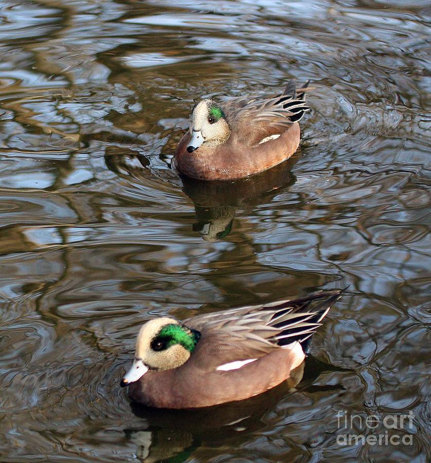 Pair of Widgeons Photograph by Robert Smitherman - Fine Art America