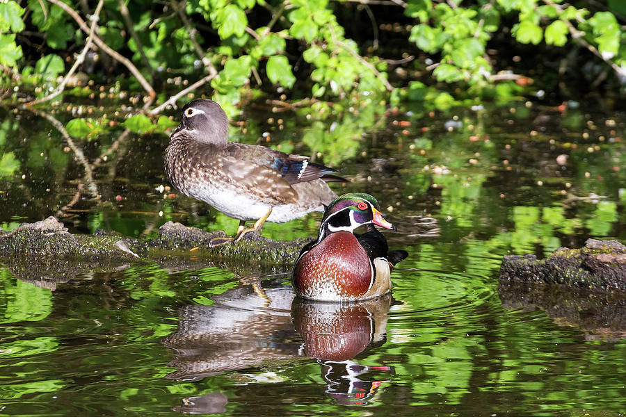 Pair of Wood Duck Photograph by David Gn