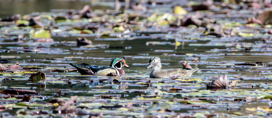 Pair of Wood Ducks 3 Photograph by Tracy Winter