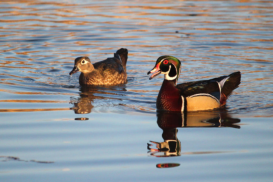 Pair of Wood Ducks Photograph by Brook Burling