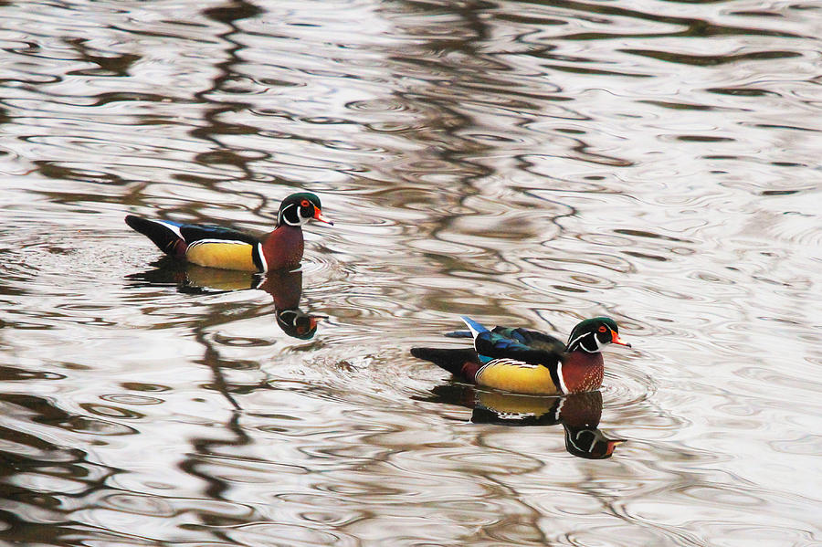 Pair Of Wood Ducks Photograph by Juli Ellen