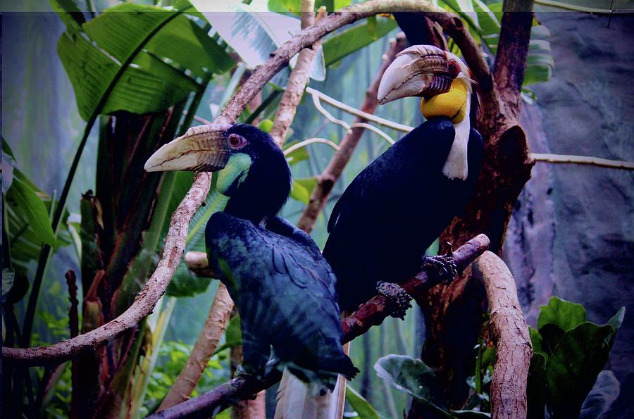 Pair Of Wreathed Hornbills Photograph by Cynthia Guinn