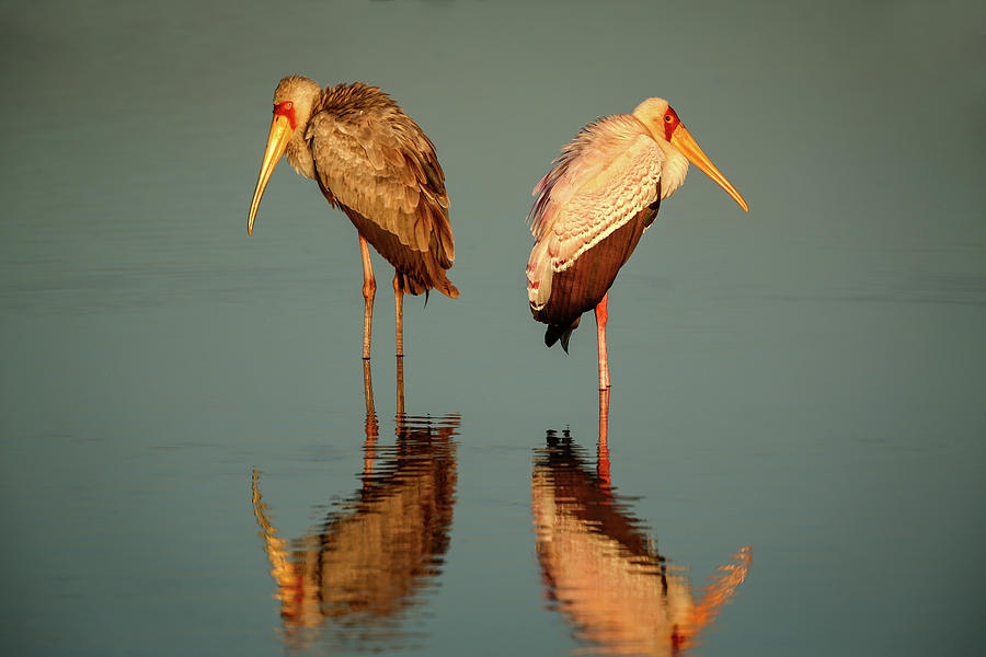 Pair of Yellow Billed Storks Photograph by Steven Upton
