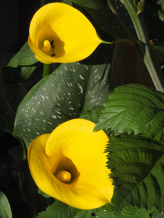  Pair of Yellow Calla Lilies Photograph by Richard Thomas