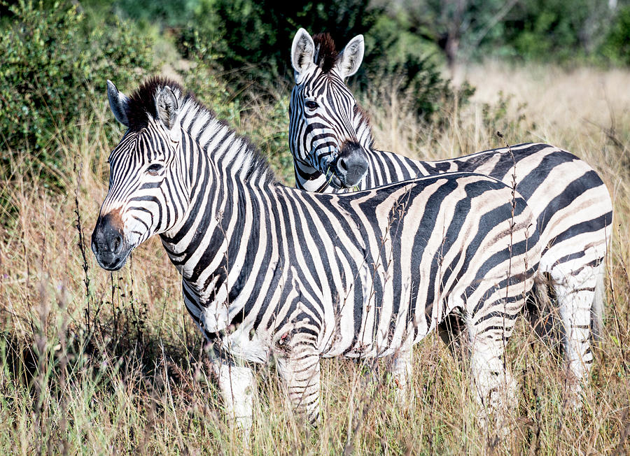Pair of Zebras Photograph by Bob VonDrachek
