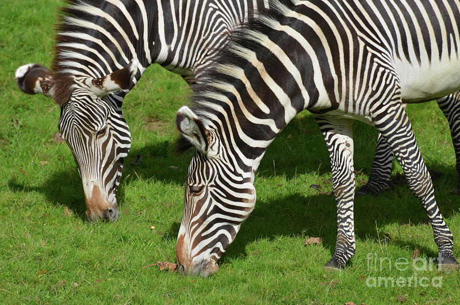 Pair of Zebras Grazing Together on a Prairie Photograph by DejaVu Designs