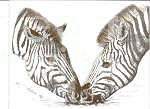 Zebra Drawing - Pair of Zebras by Bill Hubbard