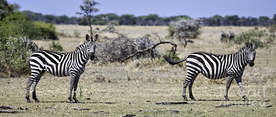 Pair Of Zebras Photograph by Timothy Hacker