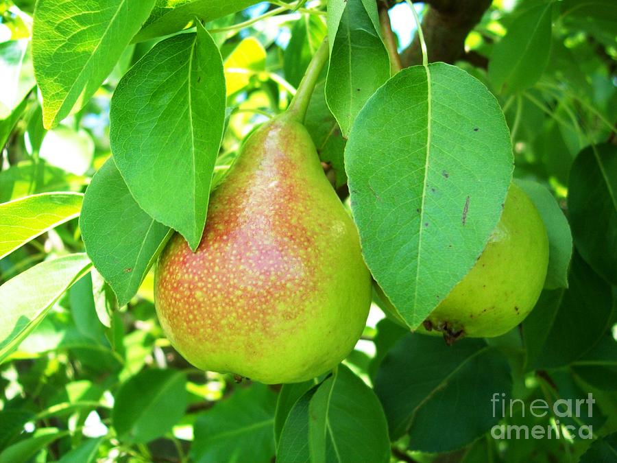 Paired Pears Photograph by Robin Coaker
