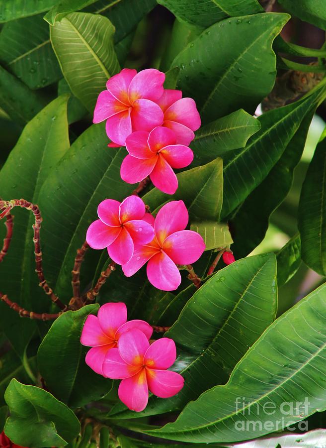 Pairs of Pink Plumeria Photograph by Craig Wood