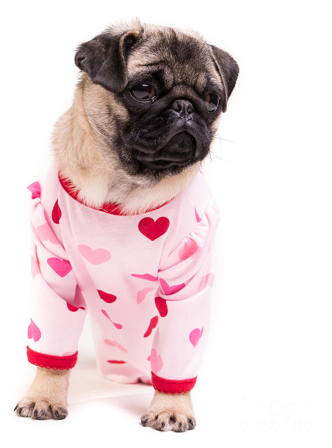 Pug Photograph - Pajama Party by Edward Fielding