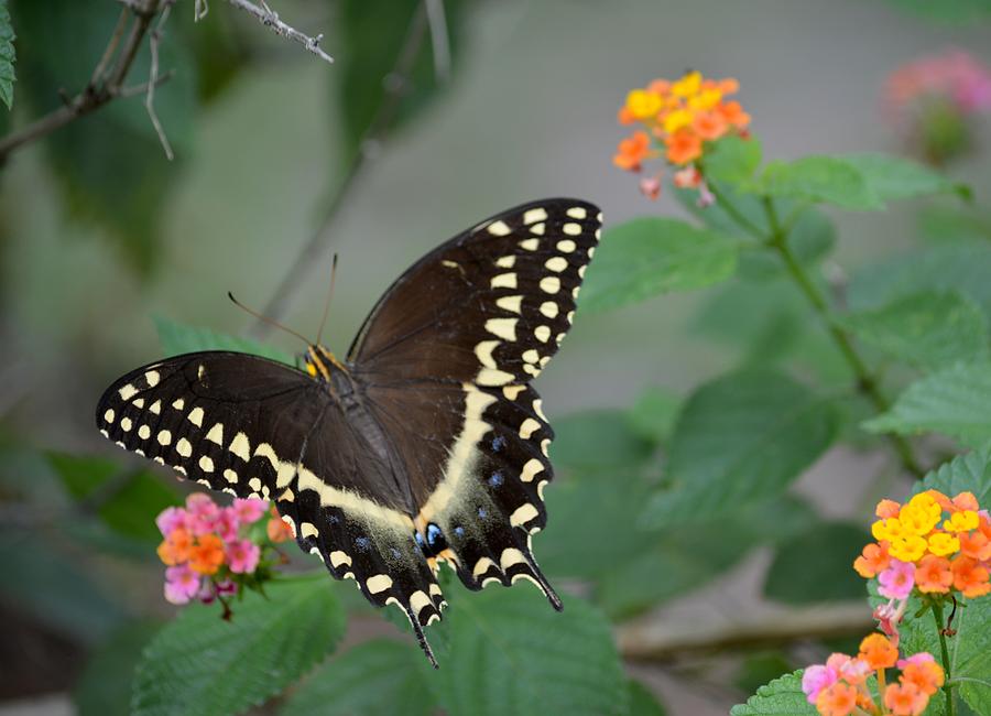 Palamedes Butterfly on Lantana Photograph by Roy Erickson - Fine Art ...