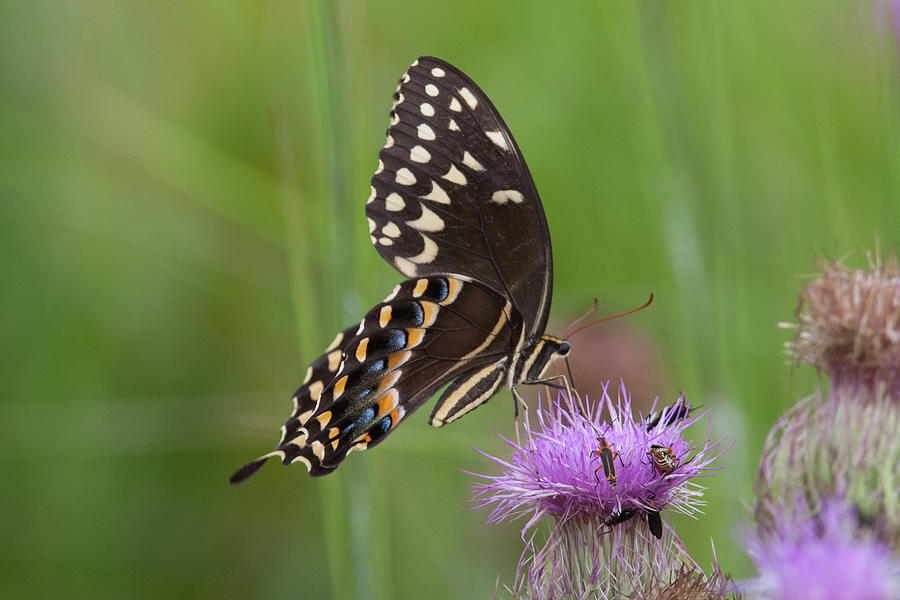 Palamedes Swallowtail And Friends Photograph