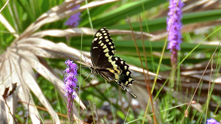 Palamedes Swallowtail Photograph by Carol Bradley