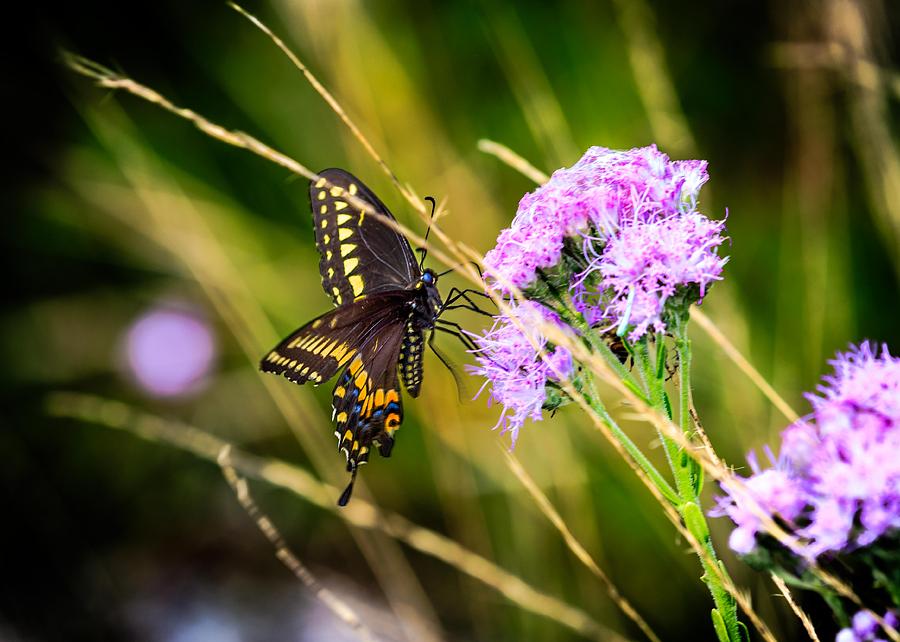 Palamedes Swallowtail Photograph by Christopher Perez