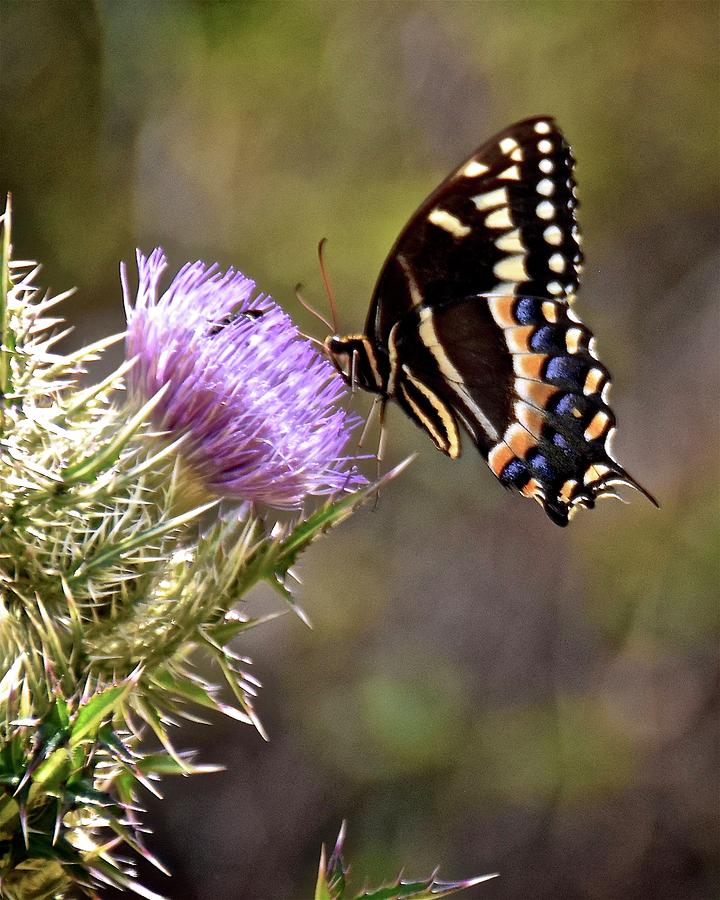 Palamedes Swallowtail II Photograph by Carol Bradley