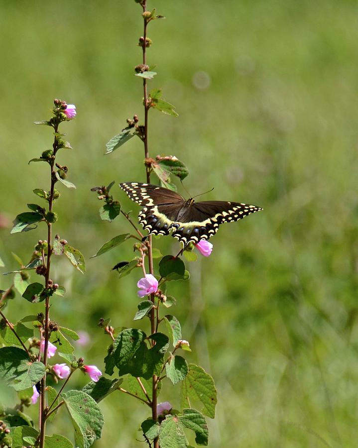 Palamedes Swallowtail on Caesar Weed Photograph by Carol Bradley