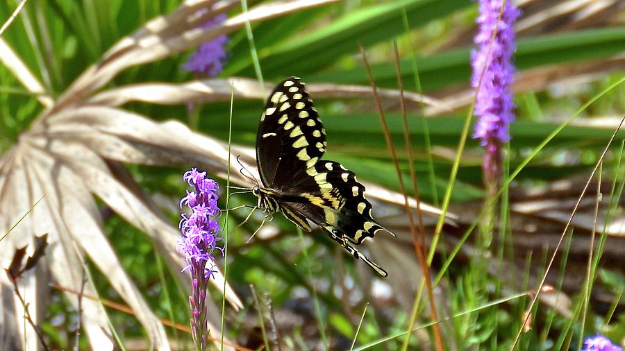 Palamedes Swallowtail on Gay Feather Photograph by Carol Bradley