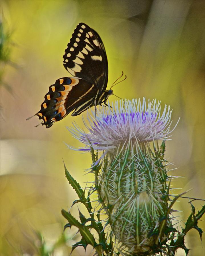 Palamedes Swallowtail on Horrible Thistle Photograph by Carol Bradley