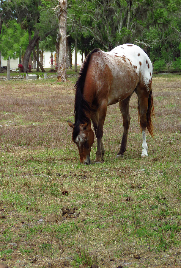 Palamino Horse Two Photograph by Rosalie Scanlon