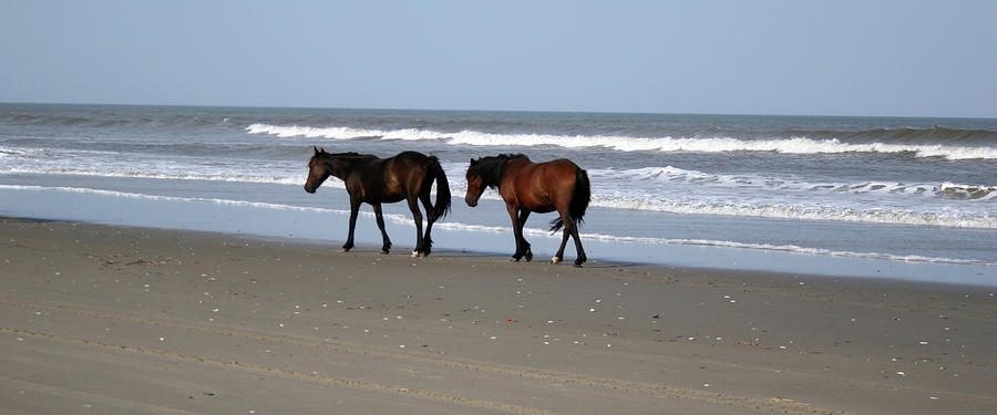Horse Photograph - Palamino Ponies on the Beach by Jennifer Lycke